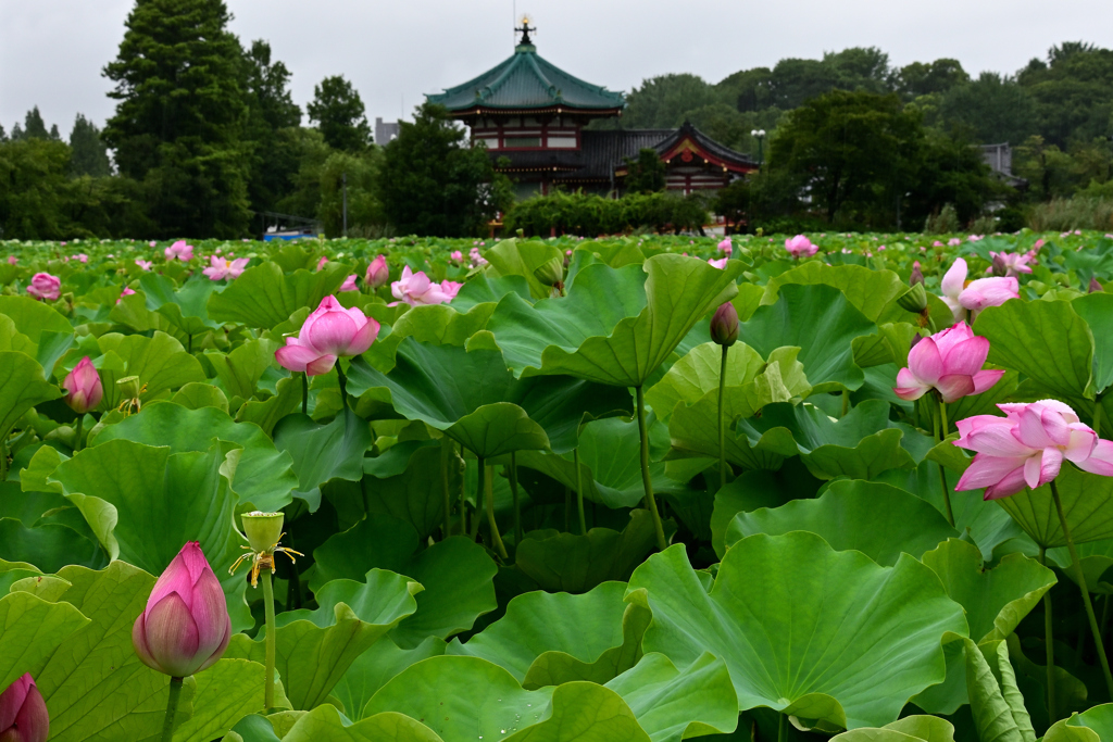 極楽浄土