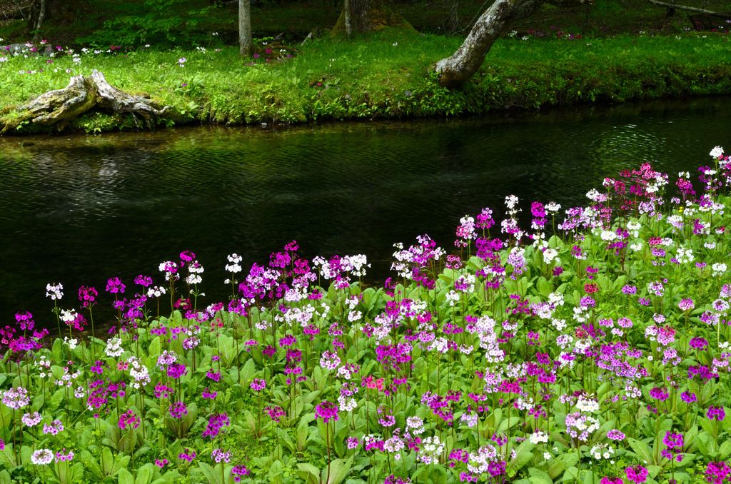 花の楽園－Ⅰ