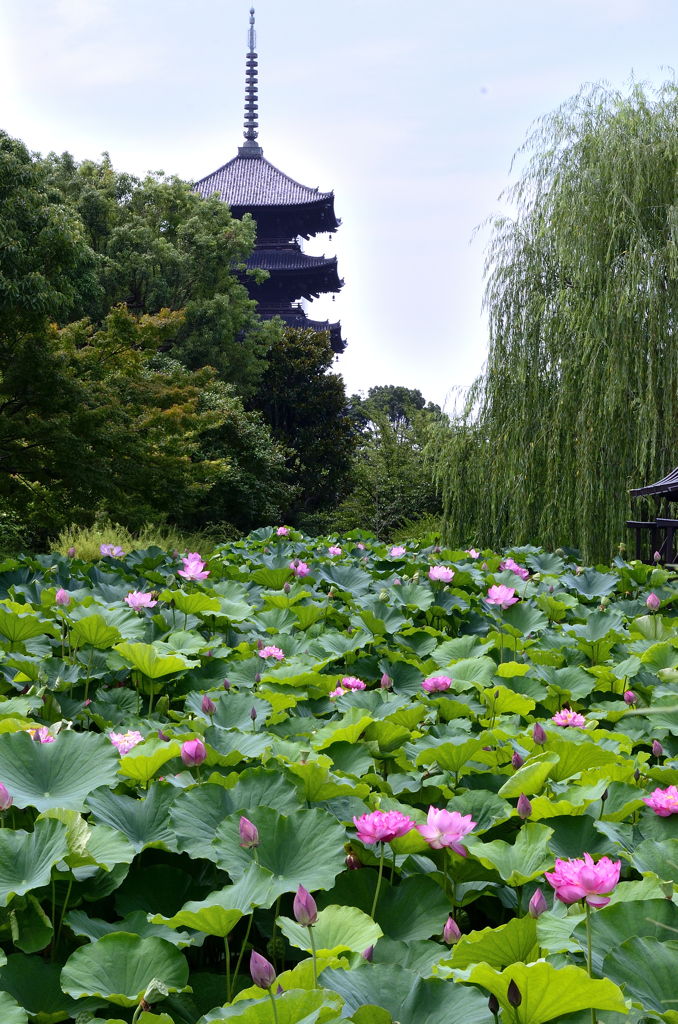 夏の京都＜東寺＞