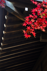 武蔵野の秋ーⅡ