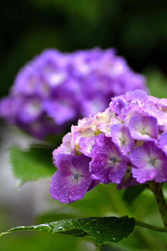 雨の語らい＜紫陽花＞