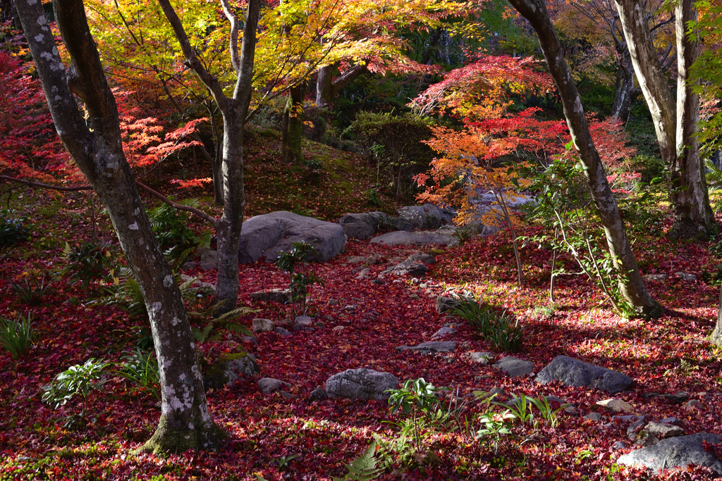 嵯峨野紅葉巡り＜宝筐院＞