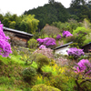 峠の春
