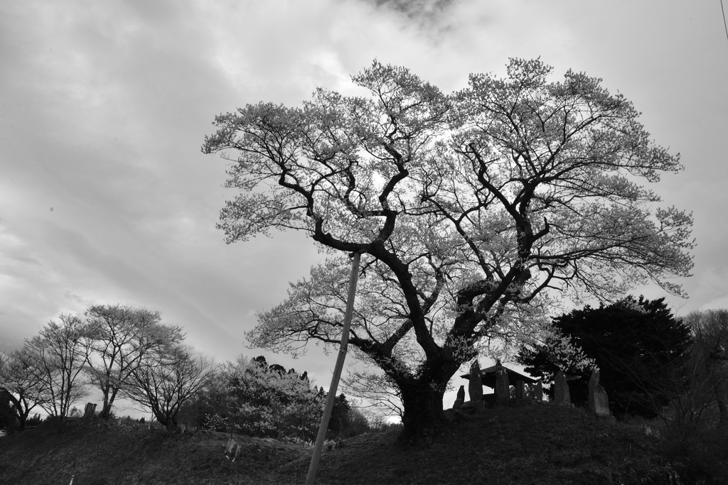 吉野辺の種蒔桜