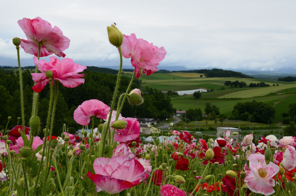 北のお花畑＜四季彩の丘＞－Ⅱ