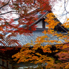 高雄の秋＜神護寺＞