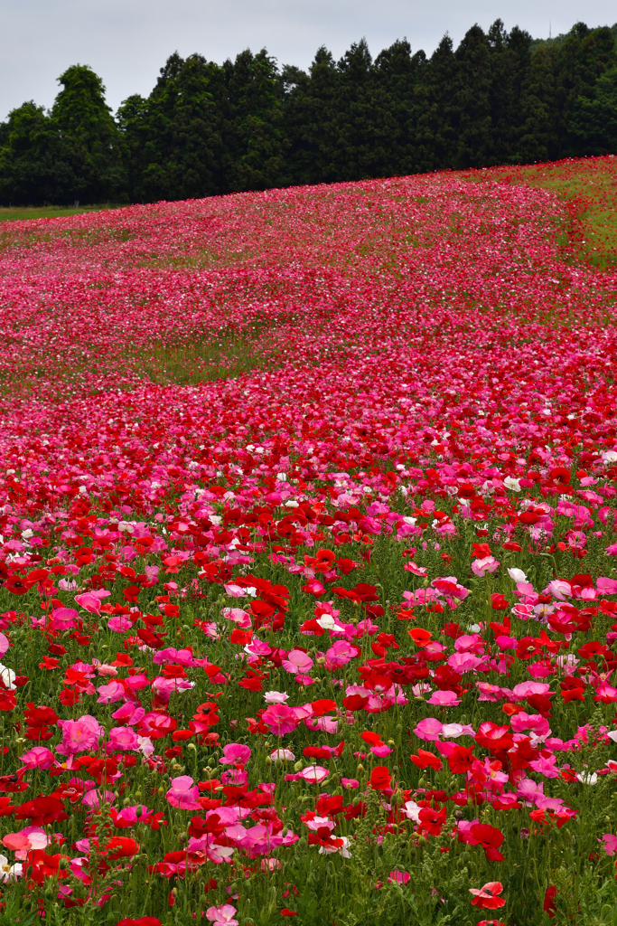 天空の花園ーⅠ