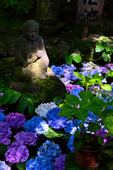 鎌倉紫陽花巡り＜長谷寺＞ーⅠ