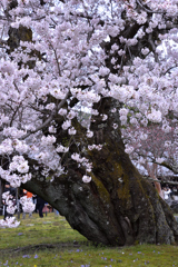 醍醐の桜ーⅡ