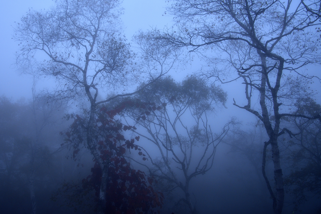 霧に煙る森