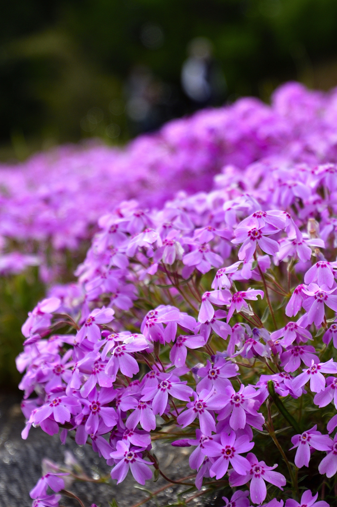 芝桜の丘ーⅡ