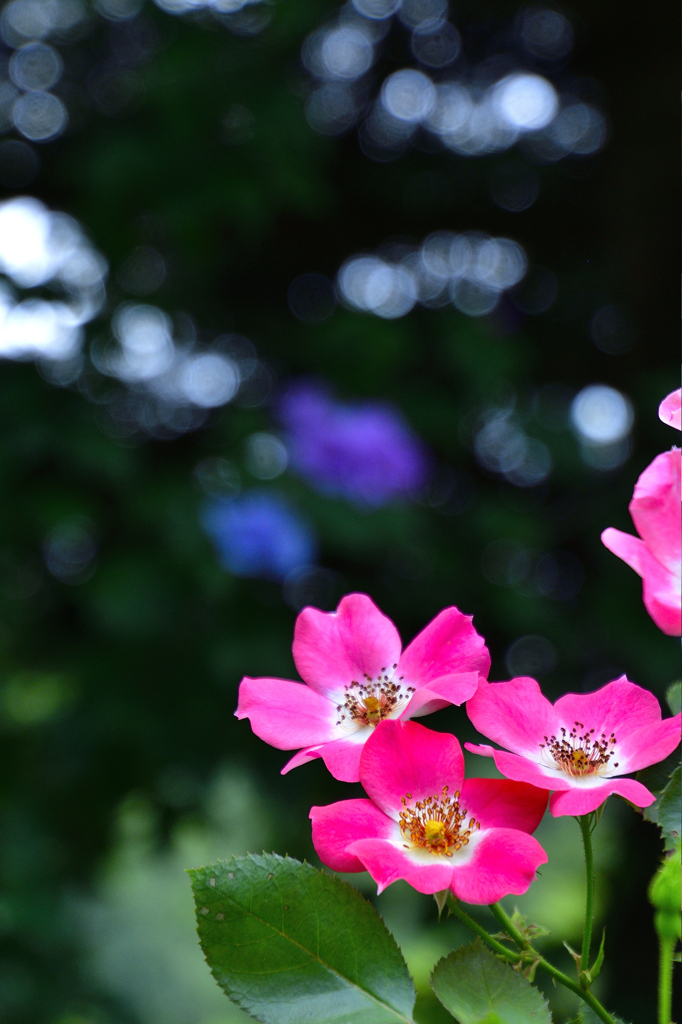 軽井沢花散歩ー By Love J P Id 写真共有サイト Photohito