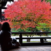 紅葉を愛でる