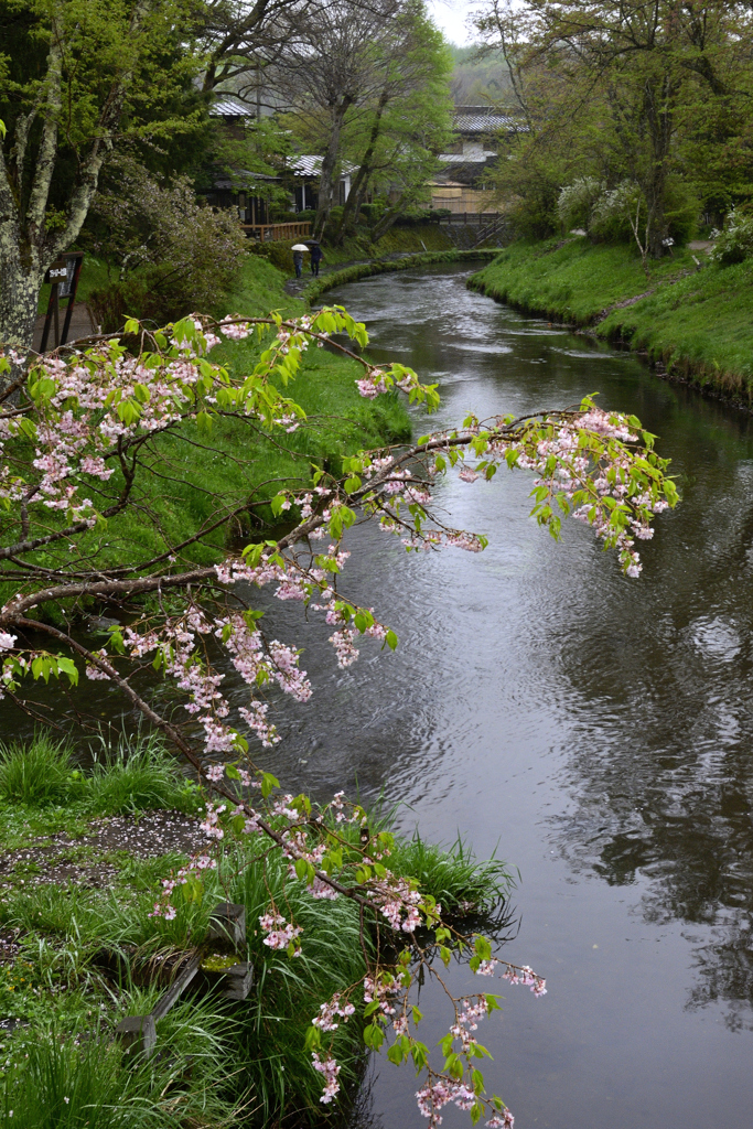 雨の新名庄川＜八重桜＞
