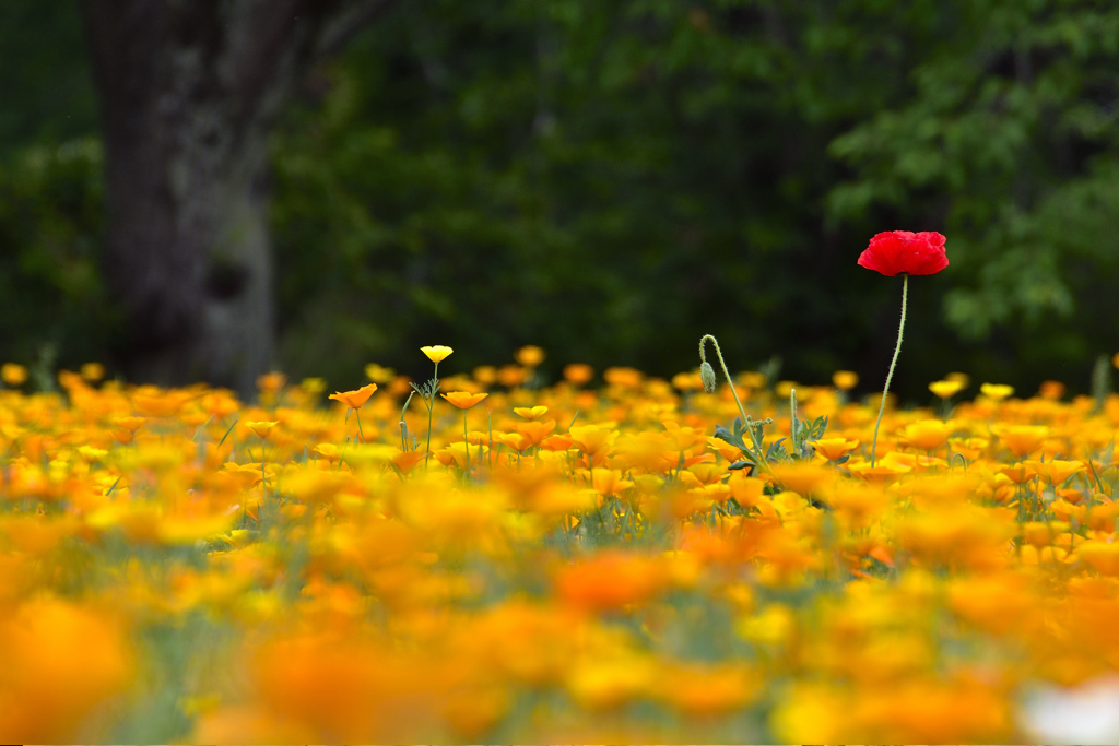 森の花園ーⅠ