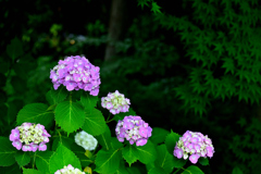 梅雨のあとさき＜紫陽花と青モミジ＞