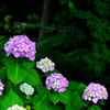 梅雨のあとさき＜紫陽花と青モミジ＞
