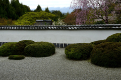 古都の春＜正伝寺＞