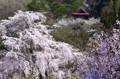 山村の桜＜赤和観音＞