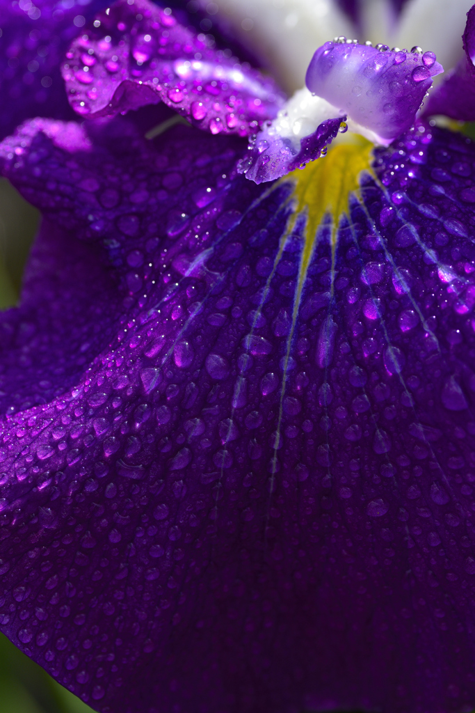 雨に濡れて咲く菖蒲ーⅡ