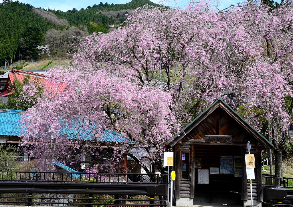 バス停の枝垂桜