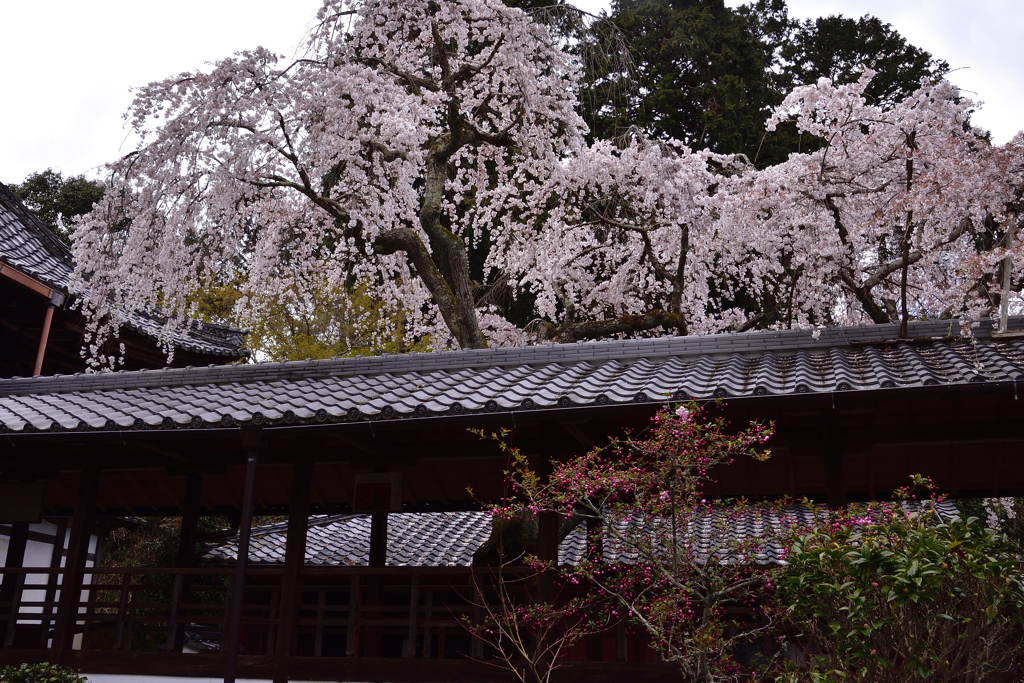 京都大原野＜十輪寺＞の桜ーⅠ