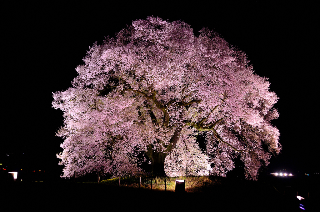 夜桜