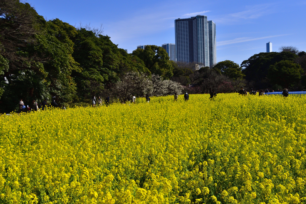 都心にも春が来ました！＜菜の花咲く＞