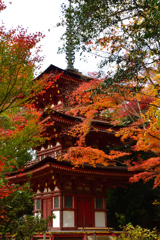 秋の浄瑠璃寺ーⅡ