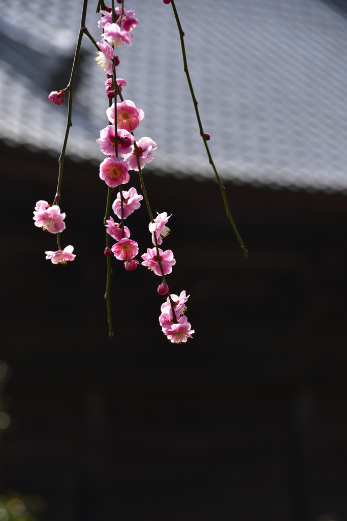 春光＜枝垂れ梅＞