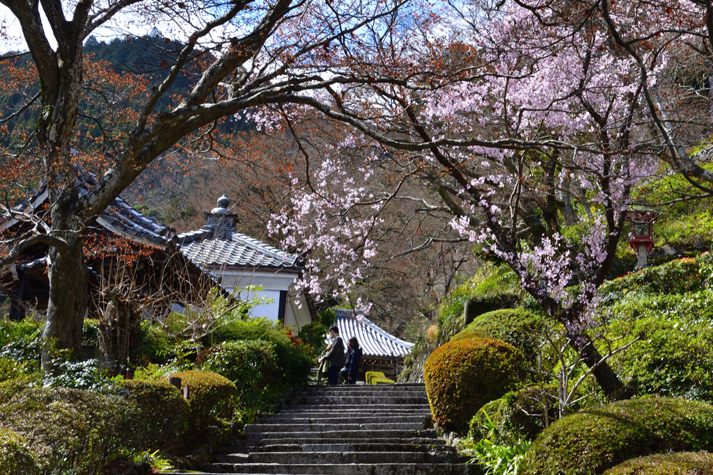 京都大原野＜善峯寺＞の桜ーⅡ
