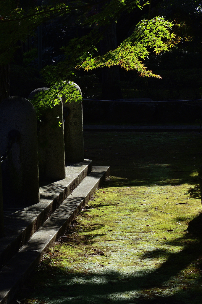 秋の豪徳寺＜青紅葉＞