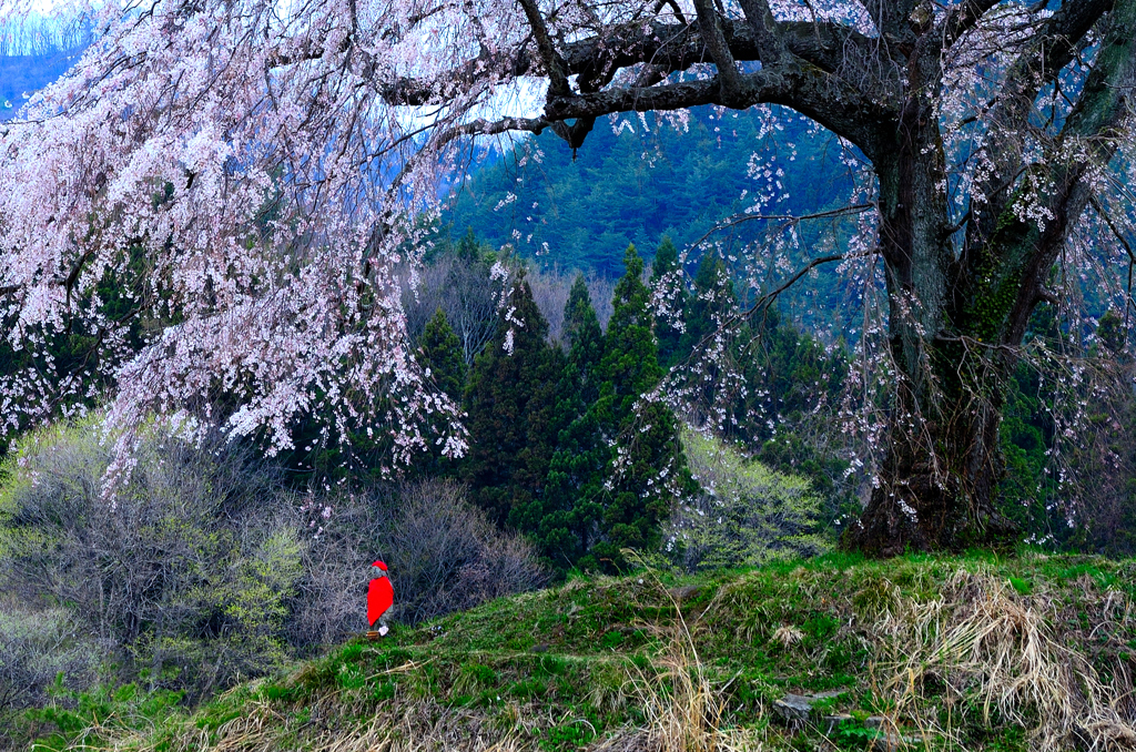 野辺の地蔵桜