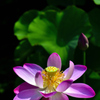 古都の蓮花＜気高く＞