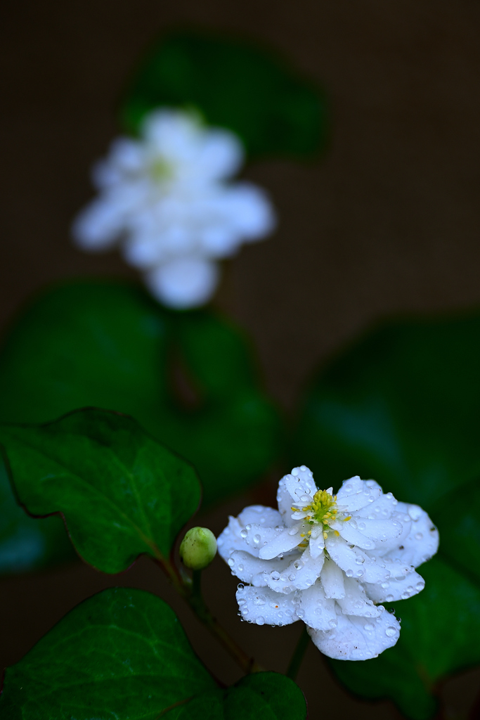 梅雨のあとさき＜八重ドクダミ＞