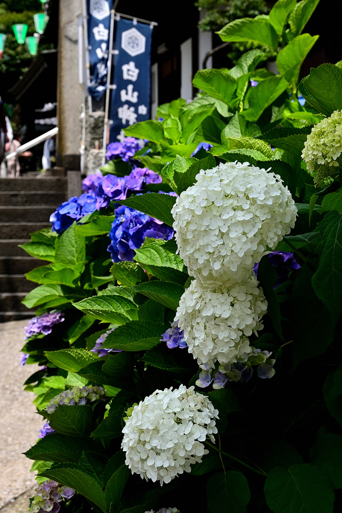 梅雨の境内ーⅠ