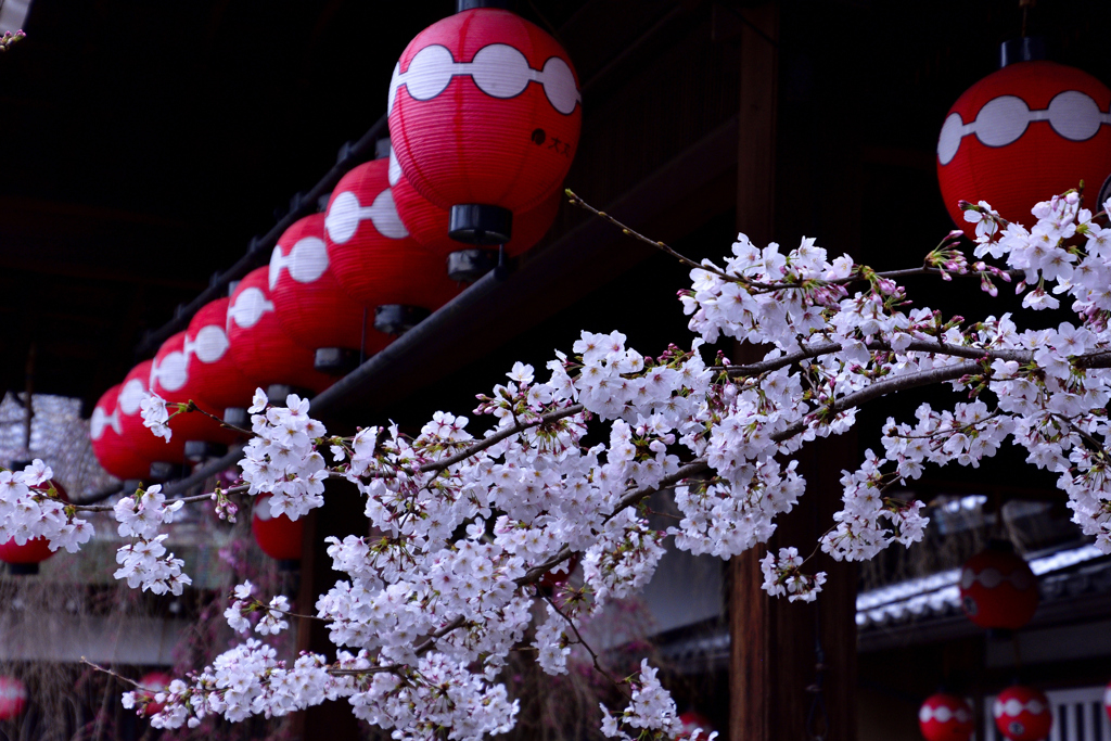 祇園の桜