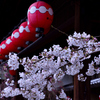 祇園の桜