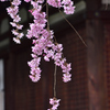 古都の桜＜法金剛院＞ーⅢ