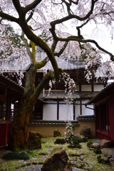 京都大原野＜十輪寺＞の桜ーⅡ