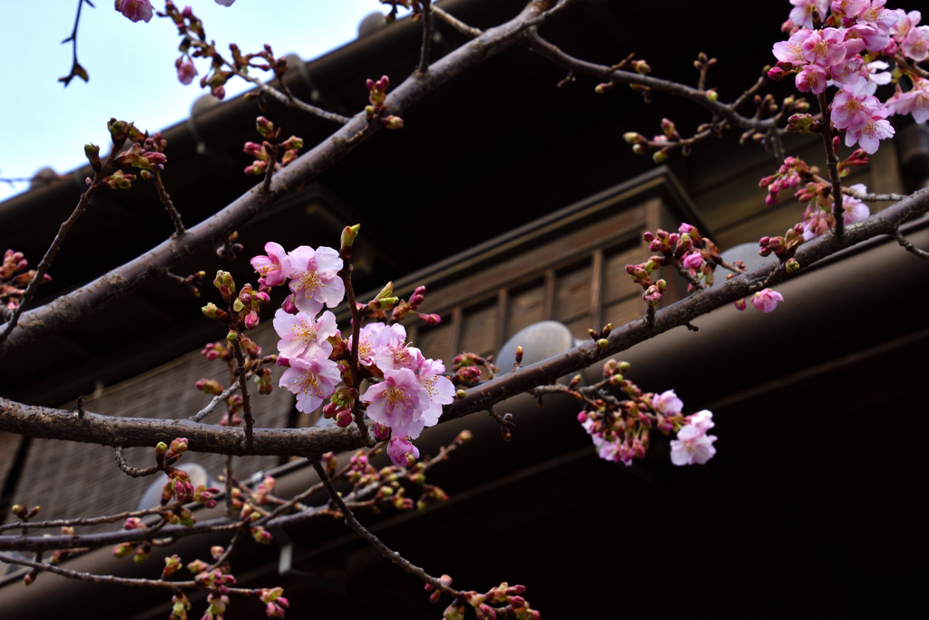 小江戸散策＜河津桜＞