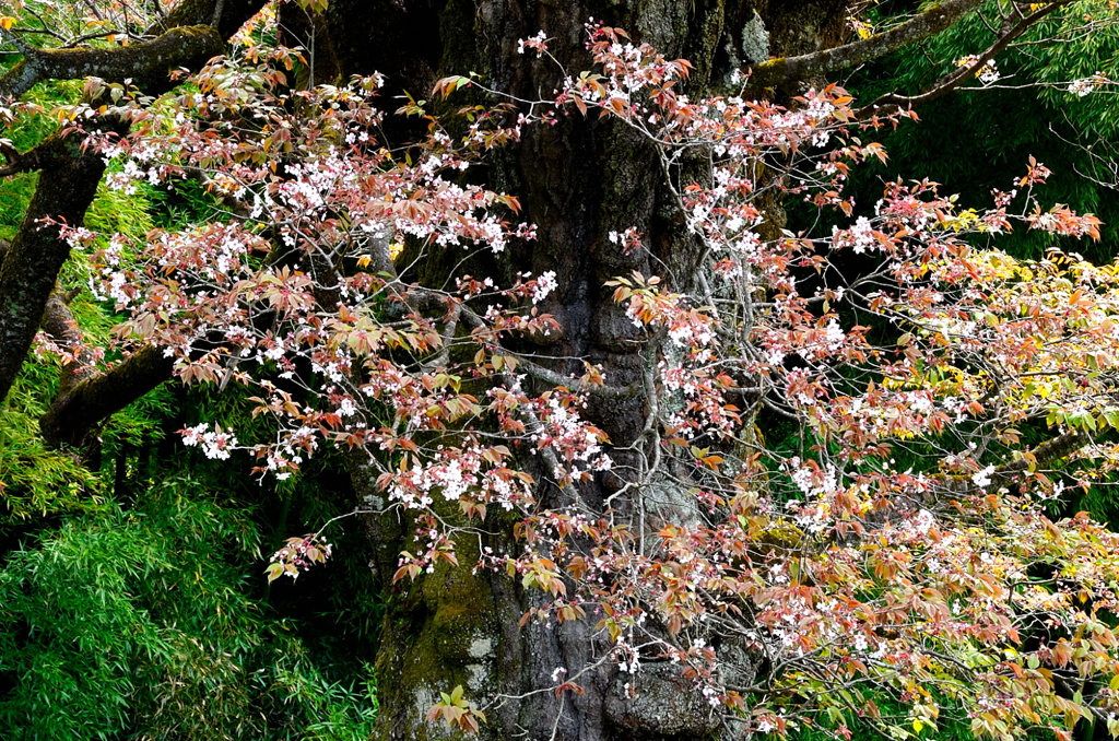 古木の山桜