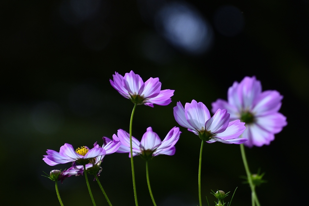 秋の訪れ＜秋桜＞ーⅠ