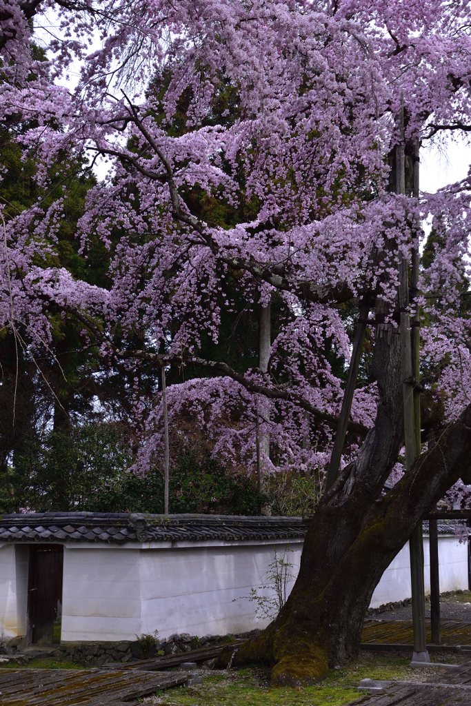 醍醐の花見ーⅢ