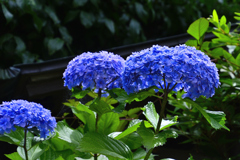 鎌倉の紫陽花巡り＜明月院＞