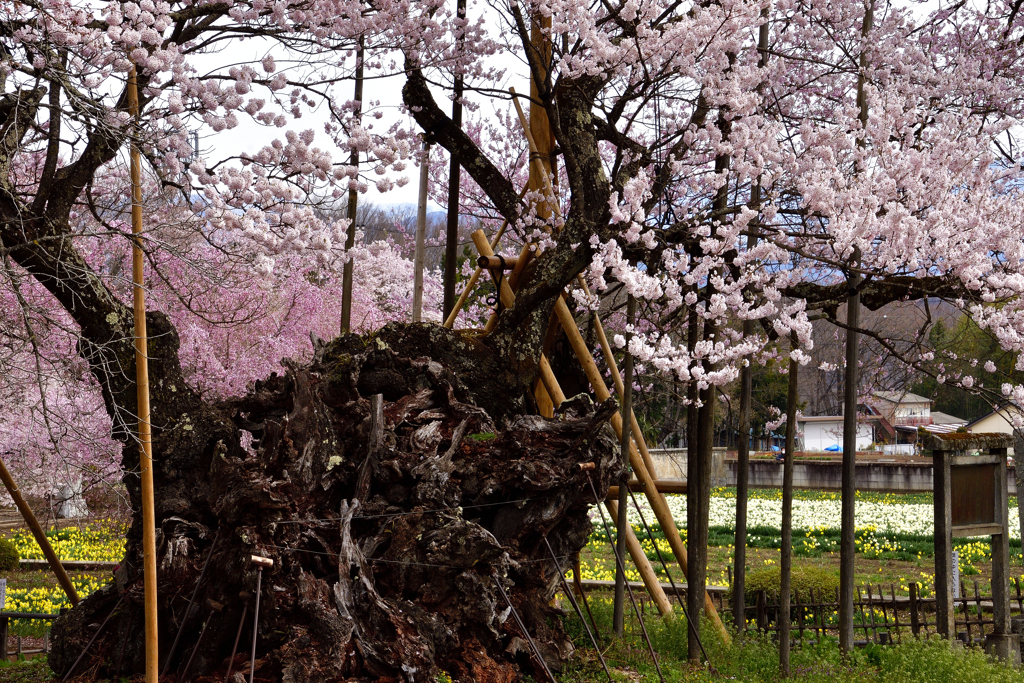 甲斐路の桜巡り＜山高神代桜＞