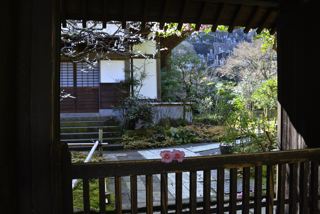 春の円覚寺ーⅤ