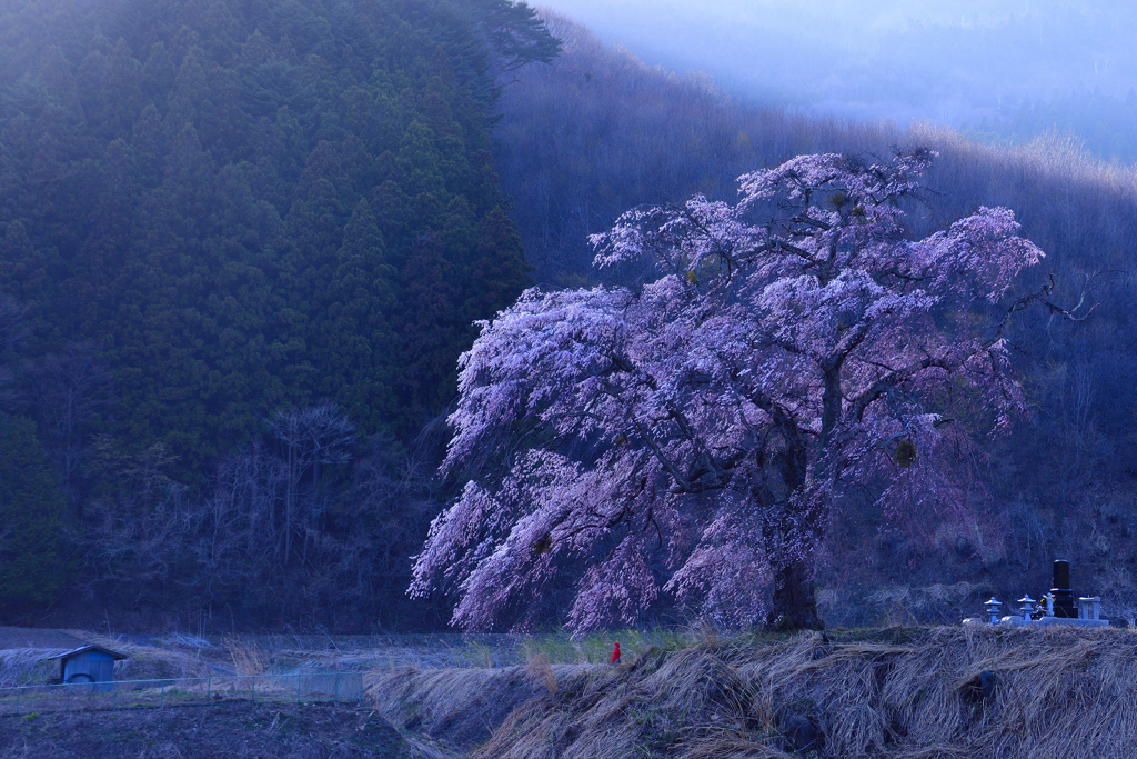 黄昏の地蔵桜