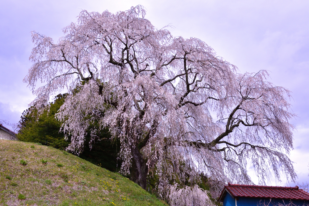 蛇盛塚の枝垂桜