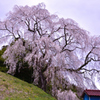 蛇盛塚の枝垂桜
